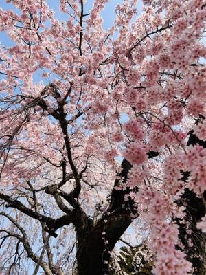 長澤舞美の写メ日記｜ローテンブルク 吉原高級店ソープ