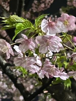 長澤舞美の写メ日記｜ローテンブルク 吉原高級店ソープ