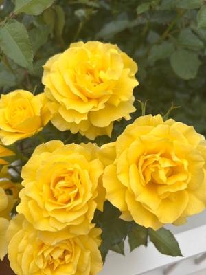 長澤舞美の写メ日記｜ローテンブルク 吉原高級店ソープ