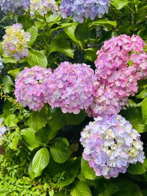 長澤舞美の写メ日記｜ローテンブルク 吉原高級店ソープ