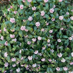 菜々穂の写メ日記｜ローテンブルク 吉原高級店ソープ