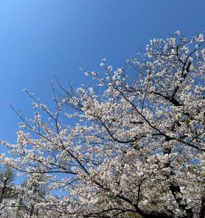 菜々穂の写メ日記｜ローテンブルク 吉原高級店ソープ