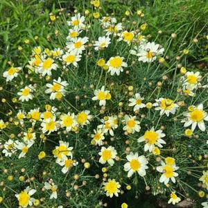 菜々穂の写メ日記｜ローテンブルク 吉原高級店ソープ