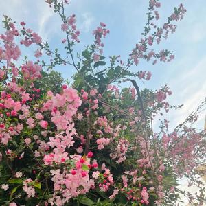 菜々穂の写メ日記｜ローテンブルク 吉原高級店ソープ