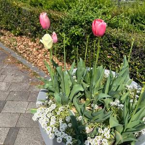 菜々穂の写メ日記｜ローテンブルク 吉原高級店ソープ