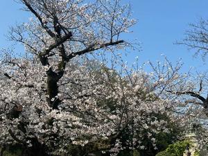 氷川 愛の写メ日記｜ローテンブルク 吉原高級店ソープ