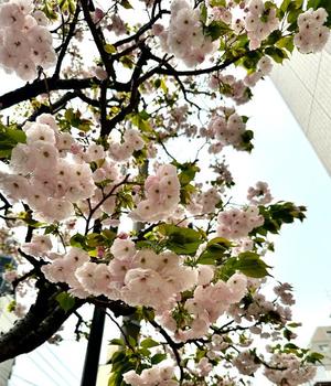 氷川 愛の写メ日記｜ローテンブルク 吉原高級店ソープ