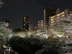 氷川 愛の写メ日記|ローテンブルク 吉原高級店ソープ