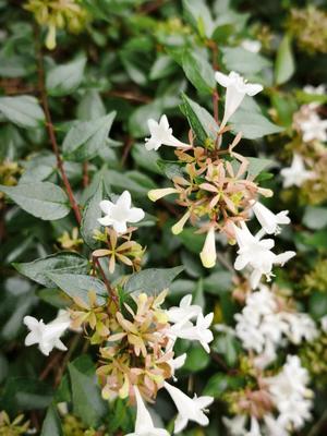 瑞木瑠華の写メ日記｜ローテンブルク 吉原高級店ソープ