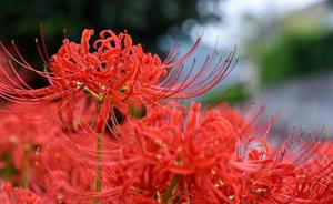 伊原知花の写メ日記｜ローテンブルク 吉原高級店ソープ