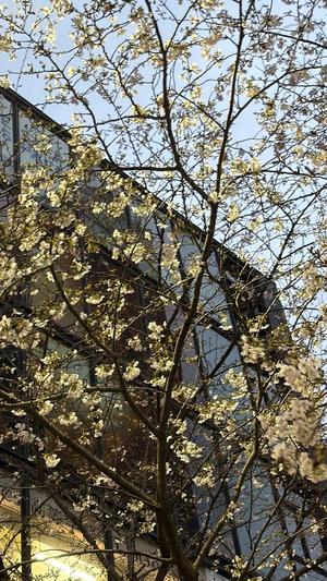 菊島ゆなの写メ日記｜ローテンブルク 吉原高級店ソープ