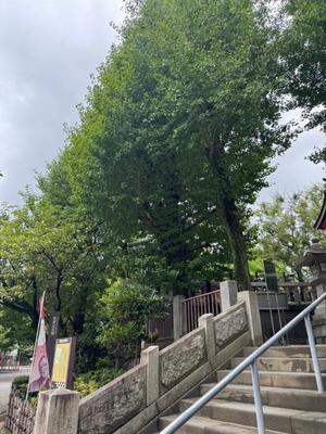 小栗彩矢の写メ日記｜ローテンブルク 吉原高級店ソープ