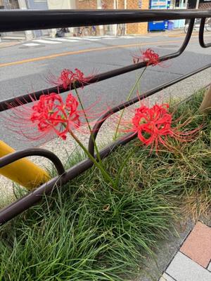 小栗彩矢の写メ日記｜ローテンブルク 吉原高級店ソープ