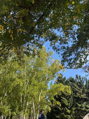 小栗彩矢の写メ日記｜ローテンブルク 吉原高級店ソープ