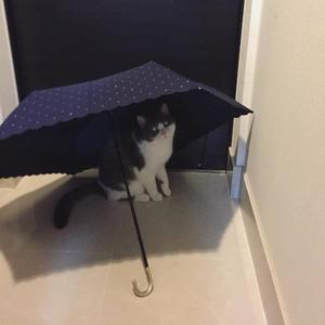 石川あさ美の写メ日記｜ローテンブルク 吉原高級店ソープ