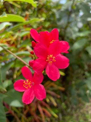 美影里英の写メ日記｜ローテンブルク 吉原高級店ソープ