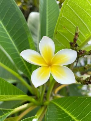 美影里英の写メ日記｜ローテンブルク 吉原高級店ソープ