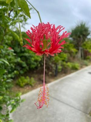 美影里英の写メ日記｜ローテンブルク 吉原高級店ソープ