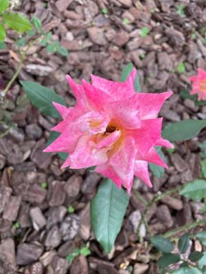 美影里英の写メ日記｜ローテンブルク 吉原高級店ソープ