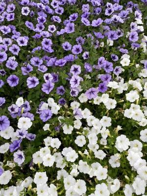 美影里英の写メ日記｜ローテンブルク 吉原高級店ソープ