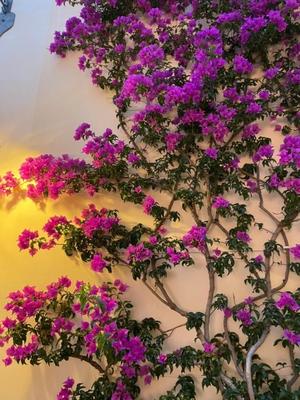 美影里英の写メ日記｜ローテンブルク 吉原高級店ソープ