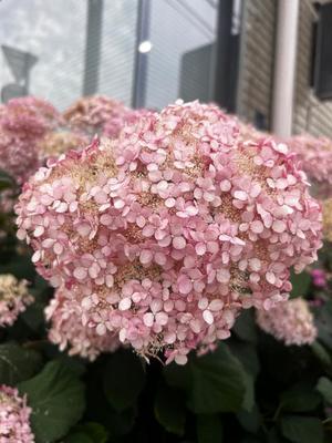 若尾留里の写メ日記｜ローテンブルク 吉原高級店ソープ
