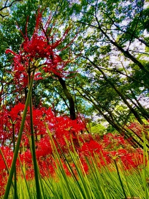 早乙女りえの写メ日記｜ローテンブルク 吉原高級店ソープ