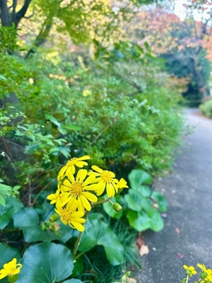 早乙女りえの写メ日記｜ローテンブルク 吉原高級店ソープ