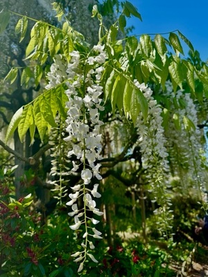 早乙女りえの写メ日記｜ローテンブルク 吉原高級店ソープ
