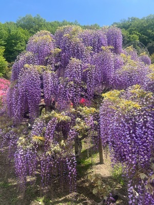 吉沢はるかの写メ日記｜ローテンブルク 吉原高級店ソープ