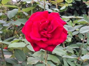 胡蝶 蘭の写メ日記｜ローテンブルク 吉原高級店ソープ