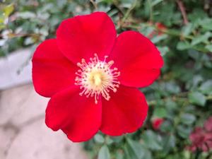 胡蝶 蘭の写メ日記｜ローテンブルク 吉原高級店ソープ