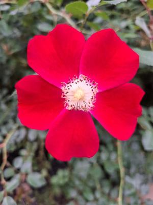 胡蝶 蘭の写メ日記｜ローテンブルク 吉原高級店ソープ