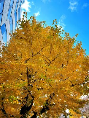 森川すみれの写メ日記｜ローテンブルク 吉原高級店ソープ