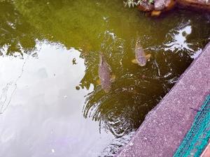 森川すみれの写メ日記｜ローテンブルク 吉原高級店ソープ