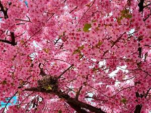 森川すみれの写メ日記｜ローテンブルク 吉原高級店ソープ