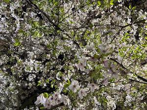 森川すみれの写メ日記｜ローテンブルク 吉原高級店ソープ