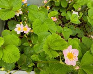 森川すみれの写メ日記｜ローテンブルク 吉原高級店ソープ