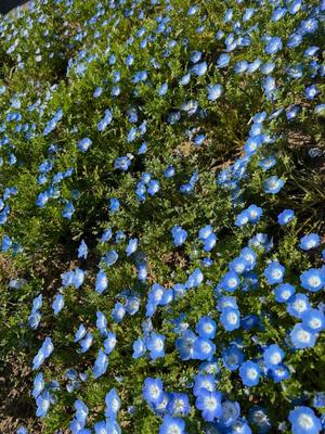 森川すみれの写メ日記｜ローテンブルク 吉原高級店ソープ