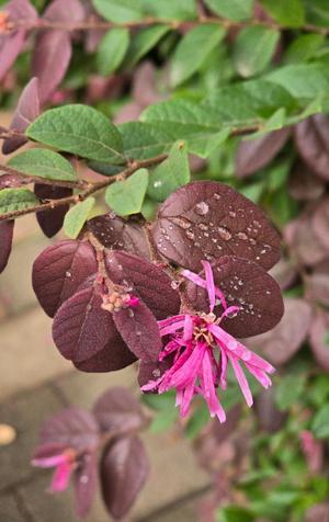 相楽ひとみの写メ日記｜ローテンブルク 吉原高級店ソープ