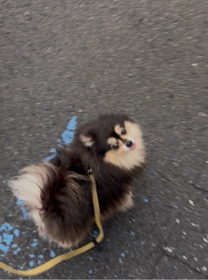 藤谷香文の写メ日記｜ローテンブルク 吉原高級店ソープ