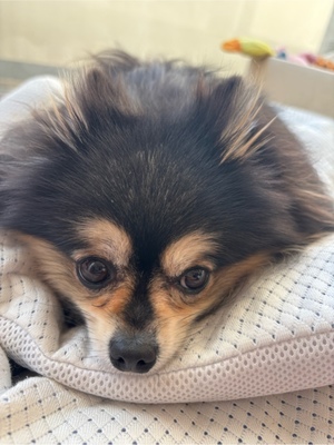 藤谷香文の写メ日記｜ローテンブルク 吉原高級店ソープ