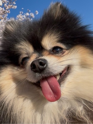 藤谷香文の写メ日記｜ローテンブルク 吉原高級店ソープ