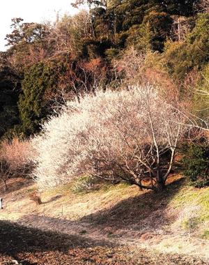 一之瀬 茜の写メ日記｜ローテンブルク 吉原高級店ソープ