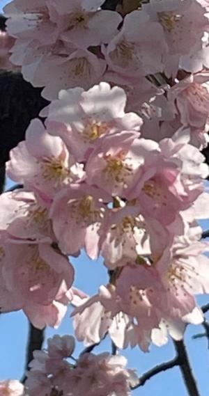 一之瀬 茜の写メ日記｜ローテンブルク 吉原高級店ソープ