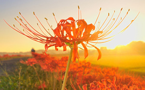 さゆりの写メ日記｜ローテンブルク 吉原高級店ソープ