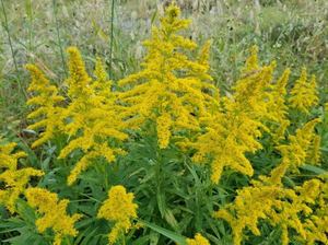 さゆりの写メ日記｜ローテンブルク 吉原高級店ソープ