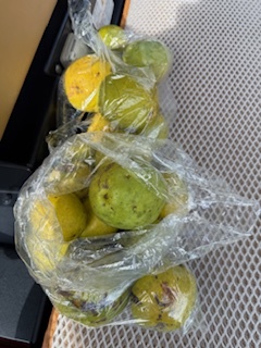 さゆりの写メ日記｜ローテンブルク 吉原高級店ソープ