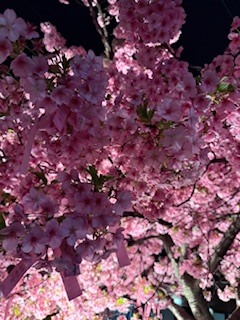 さゆりの写メ日記｜ローテンブルク 吉原高級店ソープ