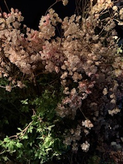 さゆりの写メ日記｜ローテンブルク 吉原高級店ソープ